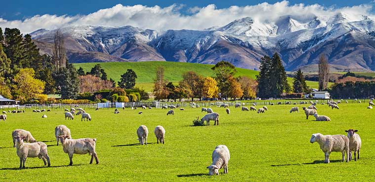 Sheep graze on a lush green field with trees and houses in the background, as if enjoying a peaceful retreat far from the bustle of Joe's Airport Parking. Snow-capped mountains rise under a partly cloudy sky, completing this serene landscape.